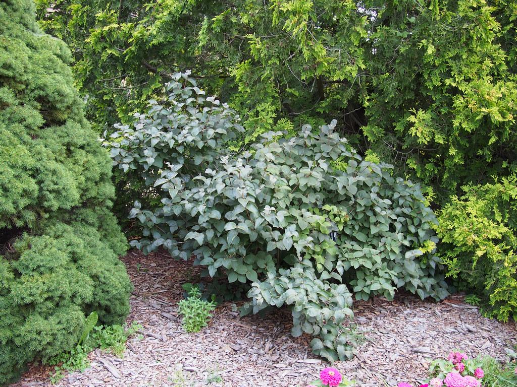 Viburnum Carlesii Compacta - View 16 from www redcrocus com