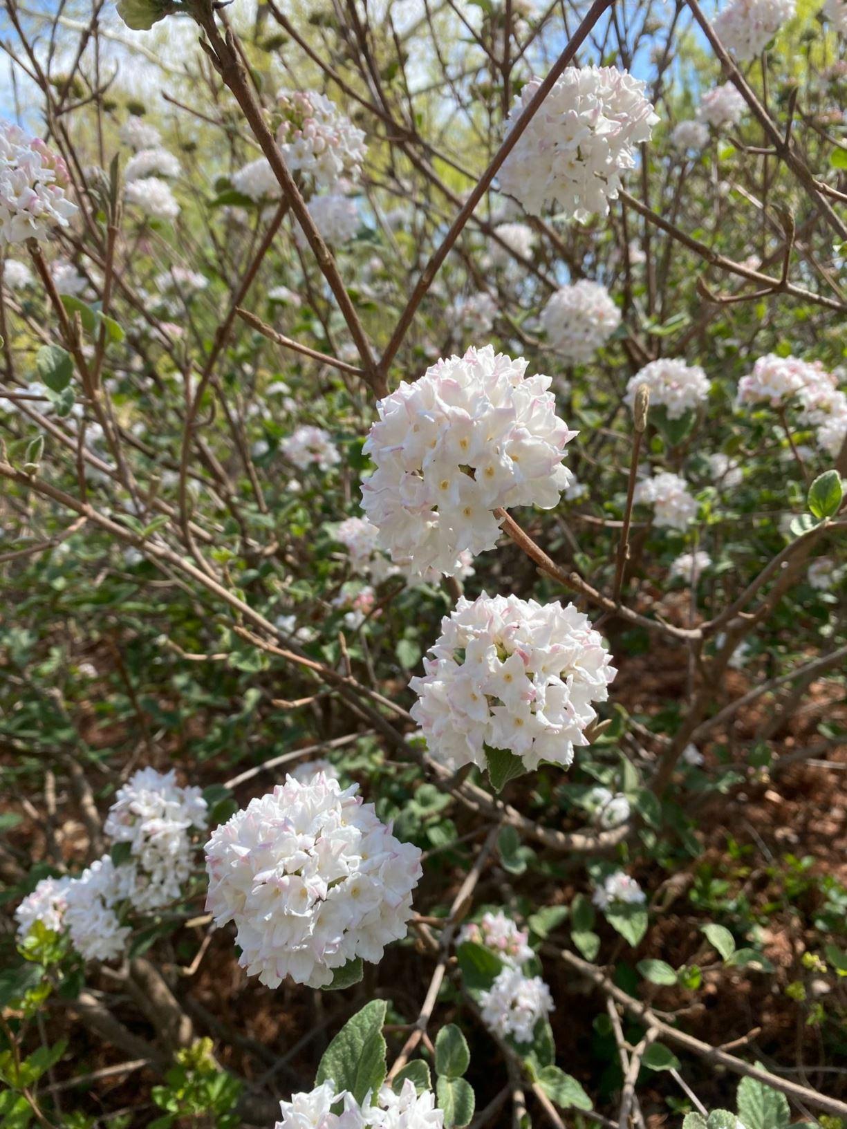 Viburnum Carlesii Compacta - View 17 from www redcrocus com