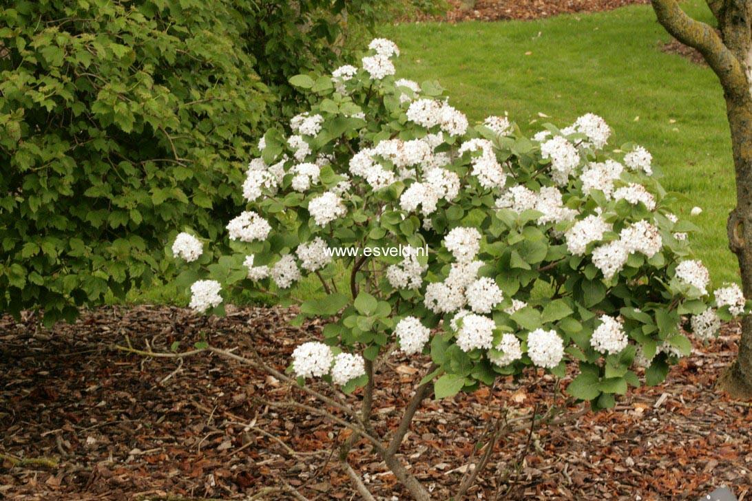 Viburnum Carlesii Compacta - View 1 from www redcrocus com