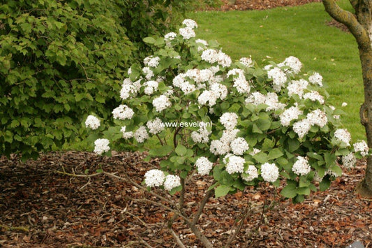 Viburnum Carlesii Compacta - View 1 from www redcrocus com