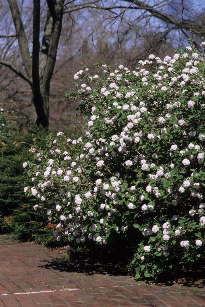 Viburnum Carlesii Compacta - View 4 from www redcrocus com