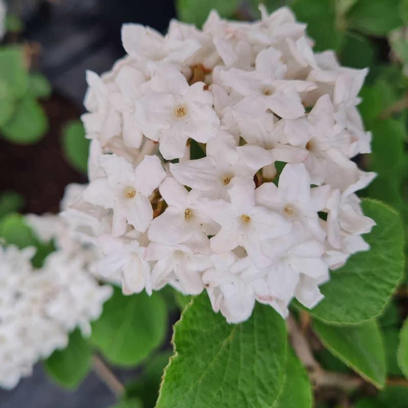 Viburnum Carlesii Compacta - View 5 from www redcrocus com