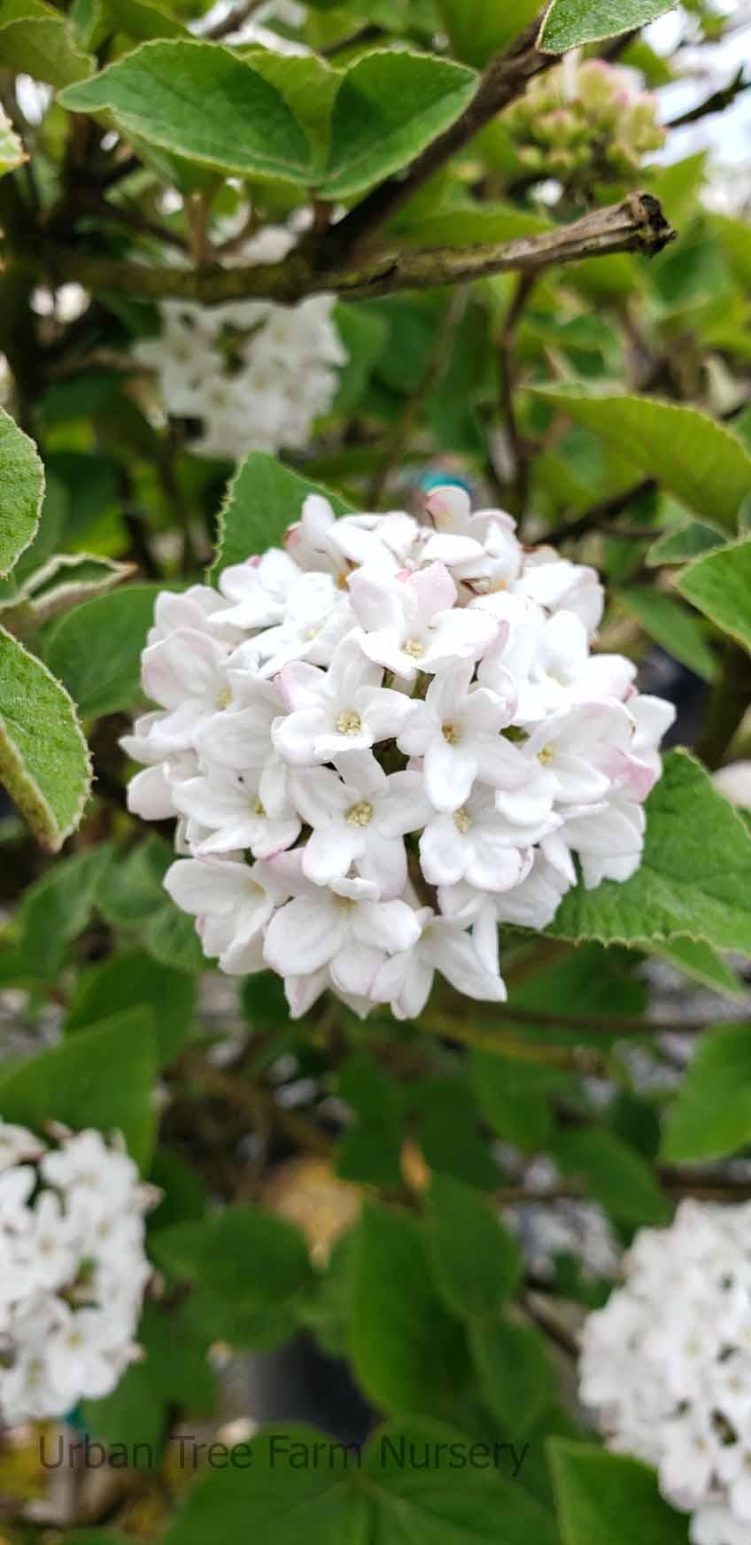 Viburnum Carlesii Compacta - View 7 from www redcrocus com