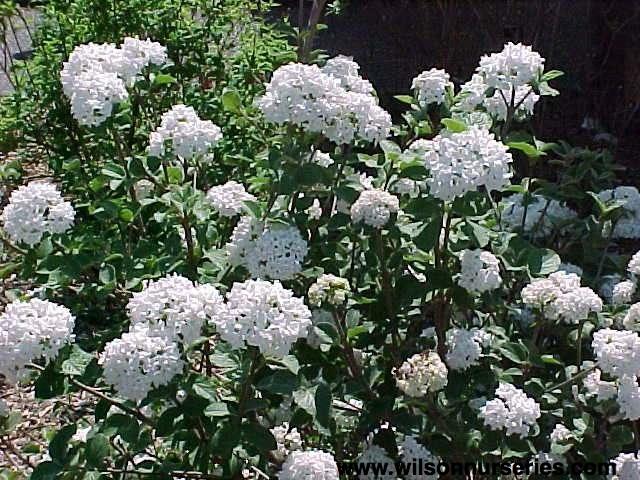 Viburnum Carlesii Compacta - View 8 from www redcrocus com
