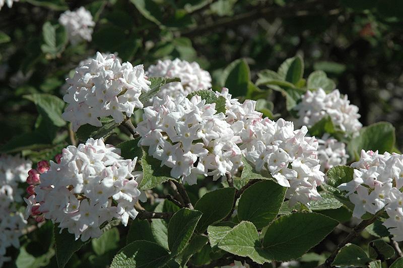 Viburnum Carlesii Compacta - View 9 from www redcrocus com