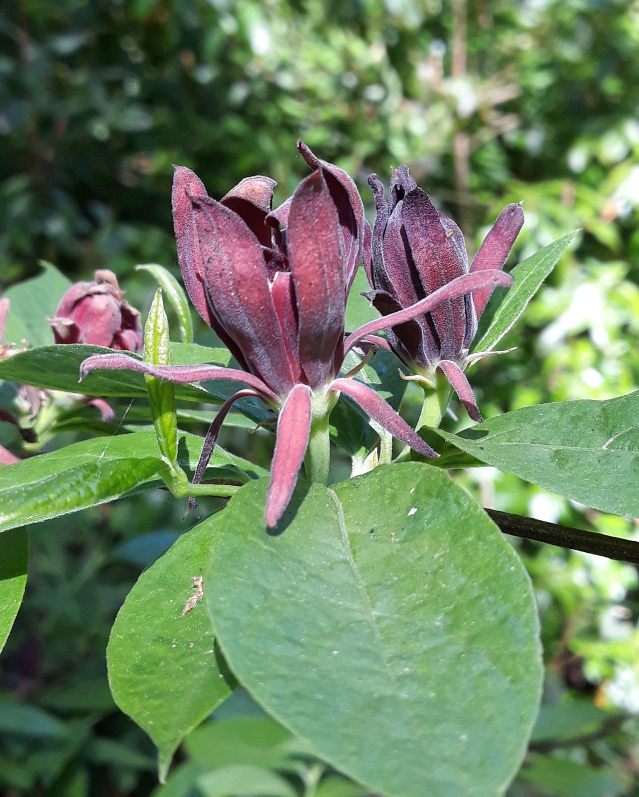 Calycanthus Floridus - View 10 from www redcrocus com
