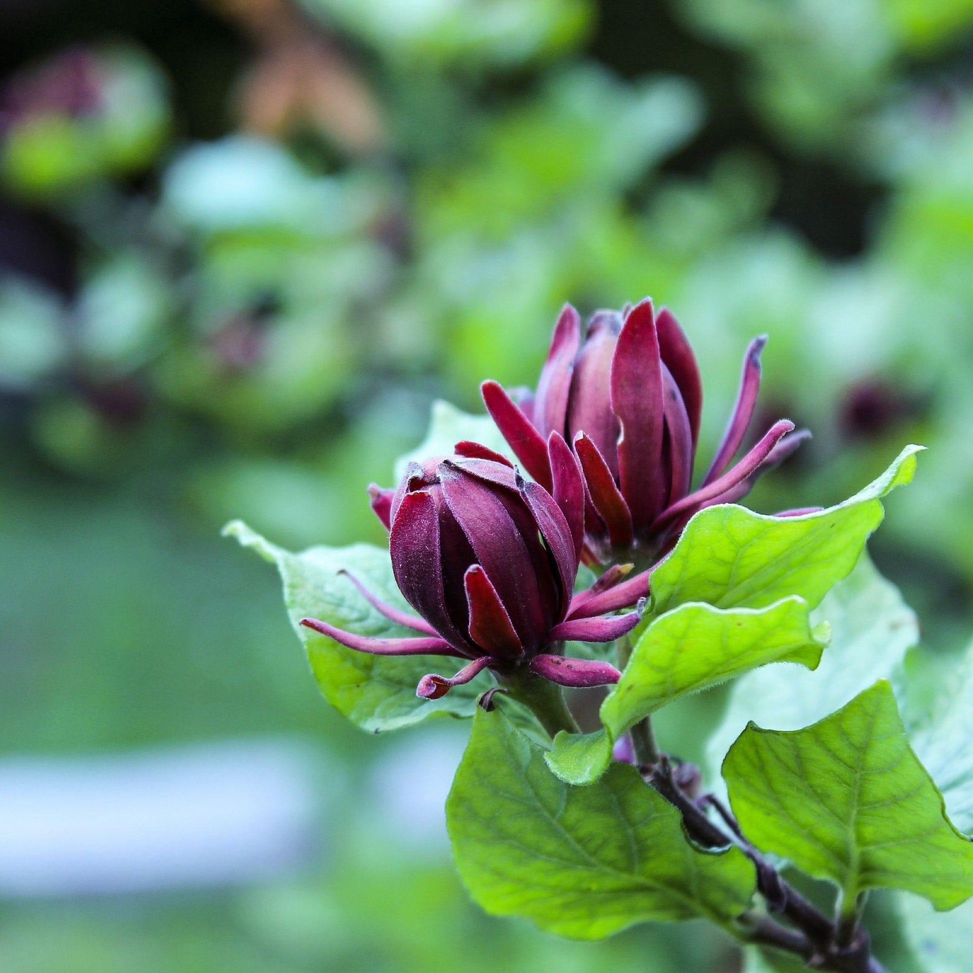 Calycanthus Floridus - View 20 from www redcrocus com