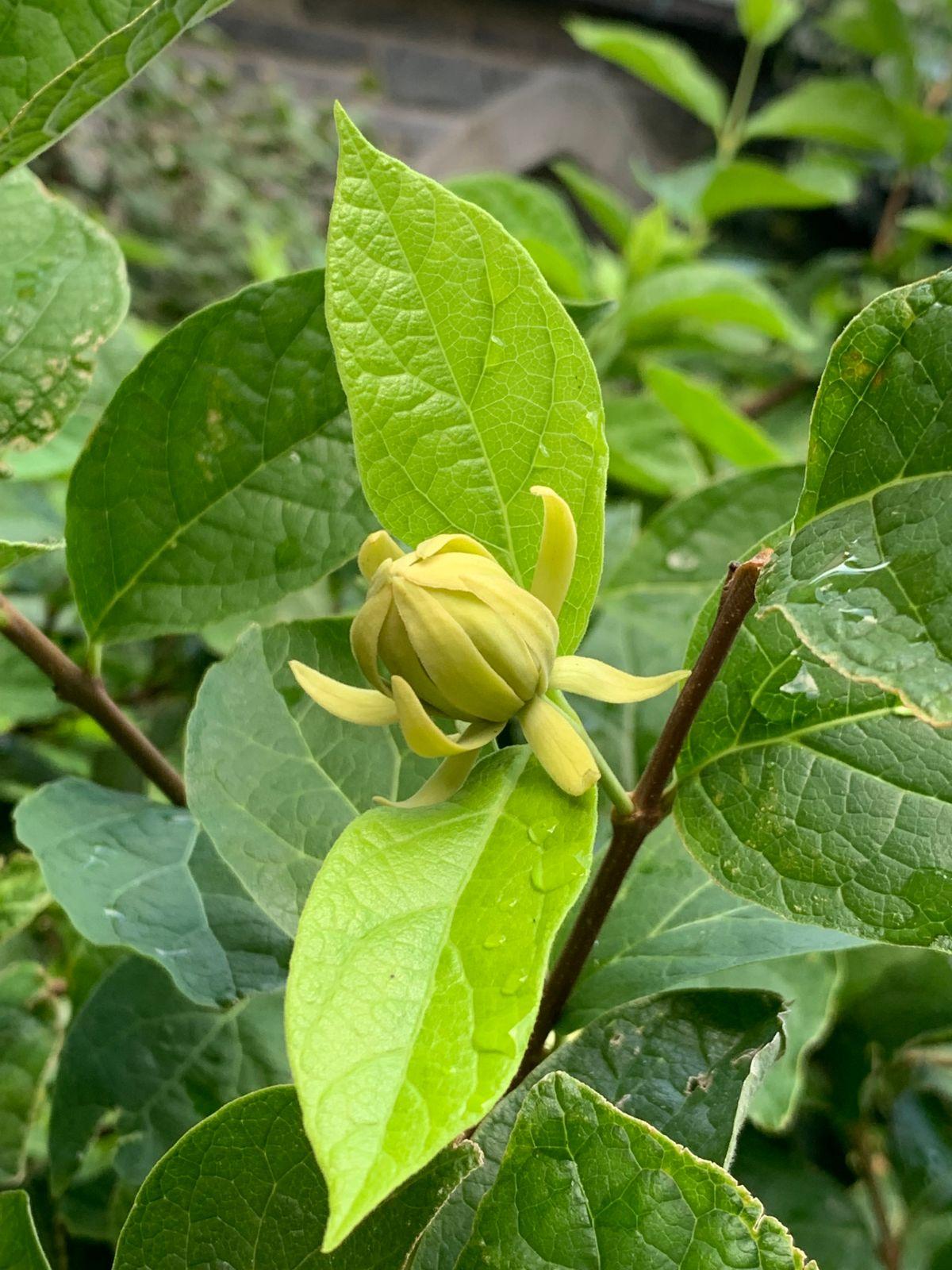 Calycanthus Floridus - View 6 from www redcrocus com