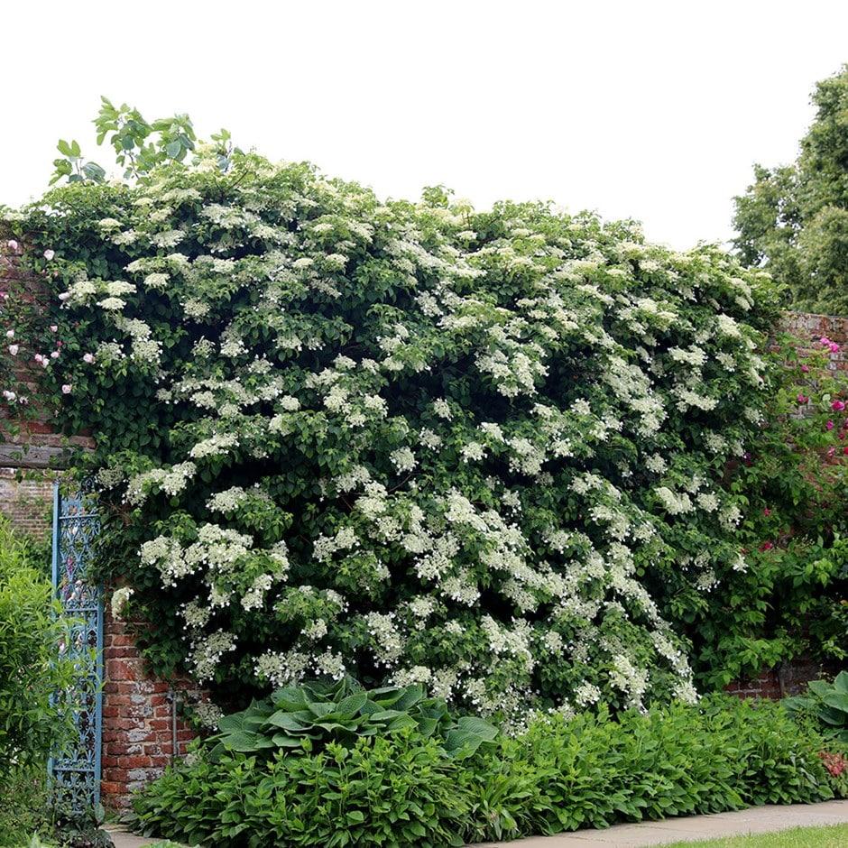 Hydrangea Petiolaris Espalier - View 10 from www redcrocus com