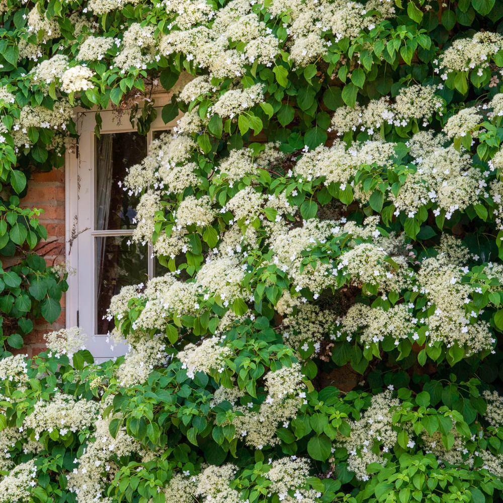 Hydrangea Petiolaris Espalier - View 11 from www redcrocus com