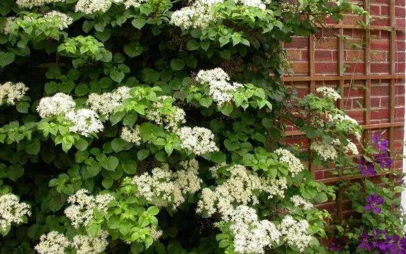 Hydrangea Petiolaris Espalier - View 12 from www redcrocus com