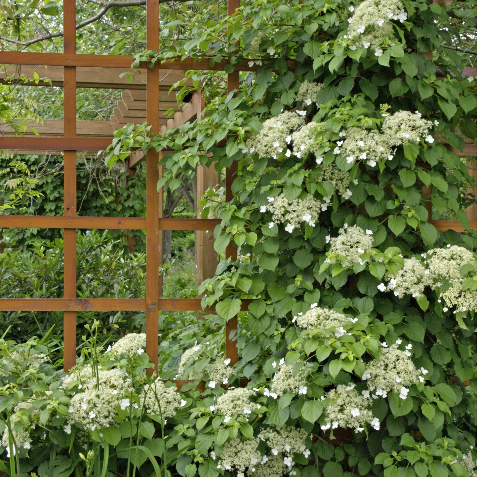 Hydrangea Petiolaris Espalier - View 14 from www redcrocus com