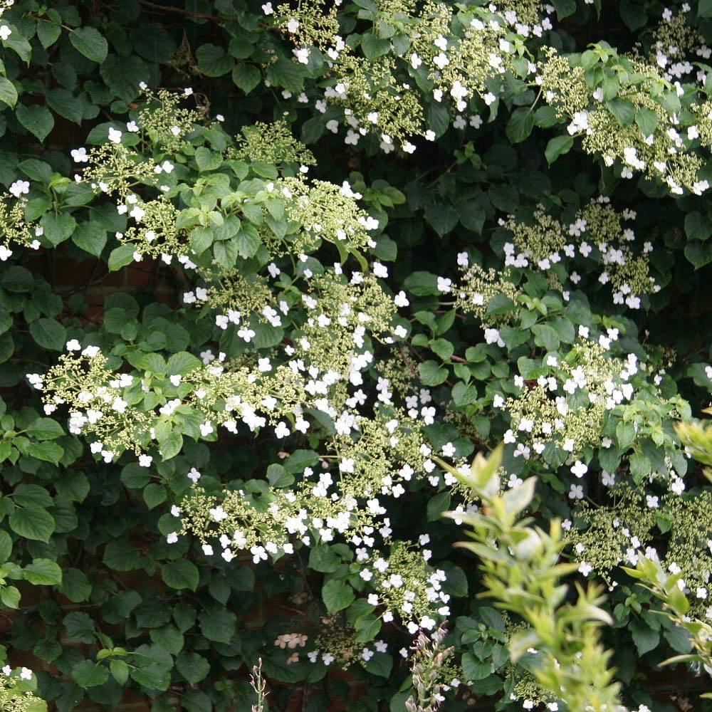 Hydrangea Petiolaris Espalier - View 18 from www redcrocus com