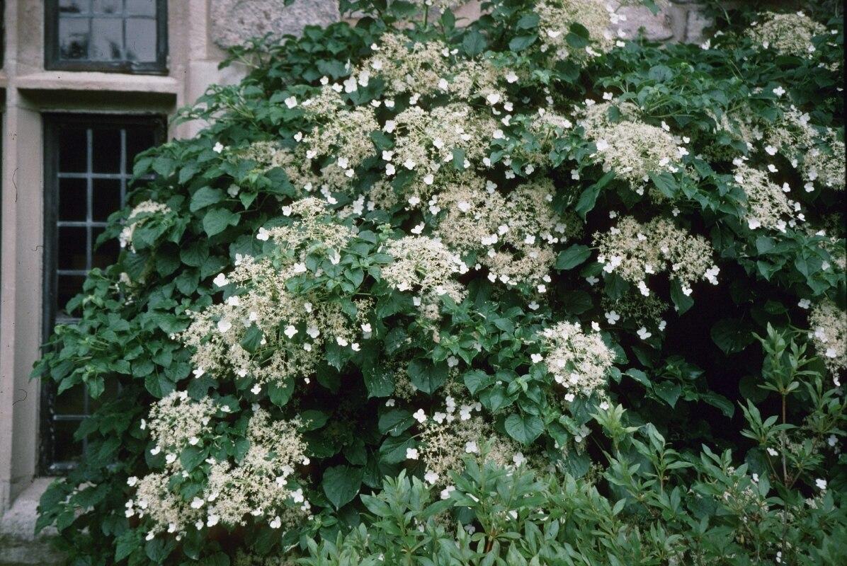 Hydrangea Petiolaris Espalier - View 1 from www redcrocus com