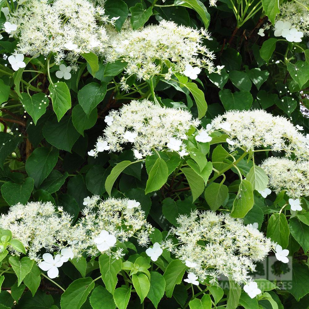 Hydrangea Petiolaris Espalier - View 3 from www redcrocus com