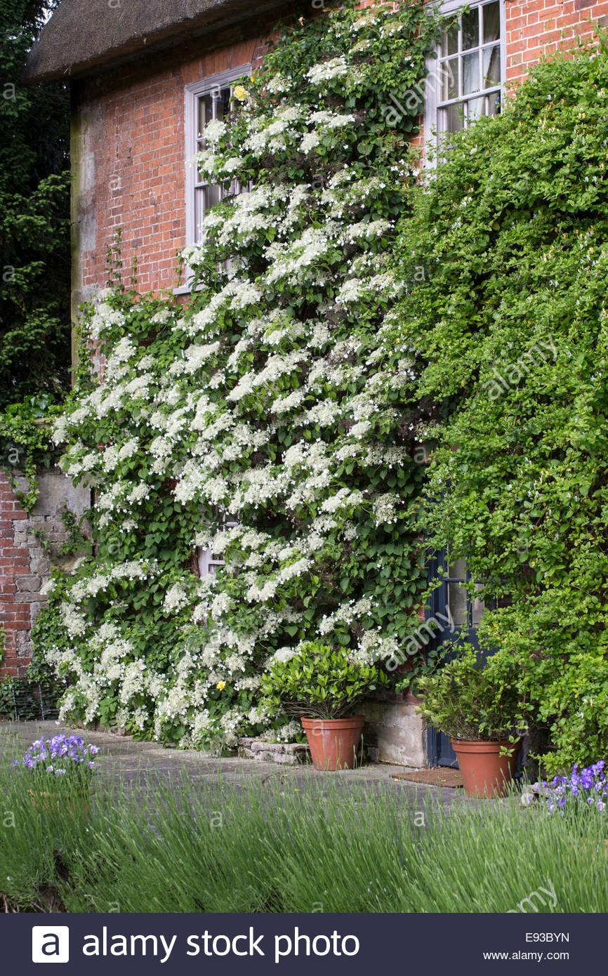 Hydrangea Petiolaris Espalier - View 6 from www redcrocus com