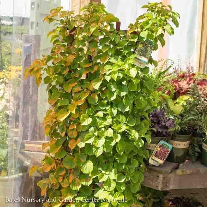 Hydrangea Petiolaris Espalier - View 8 from www redcrocus com