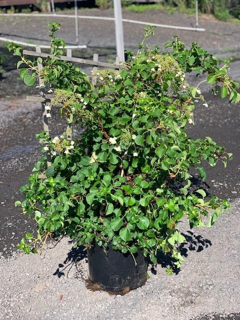 Hydrangea Petiolaris Espalier - View 9 from www redcrocus com