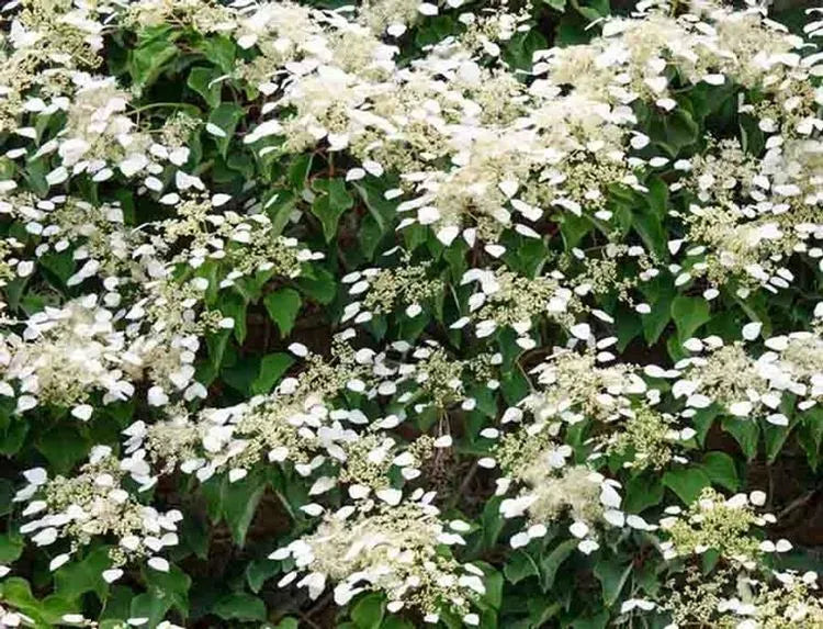 Hydrangea Petiolaris Espalier - View 9 from www redcrocus com