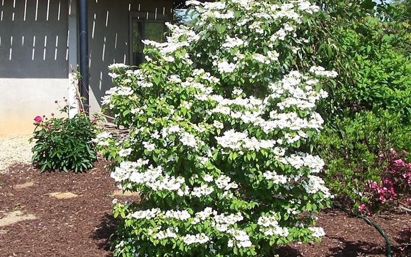 Viburnum Plicatum Var  Tomentosum Summer Snowflake - View 13 from www redcrocus com