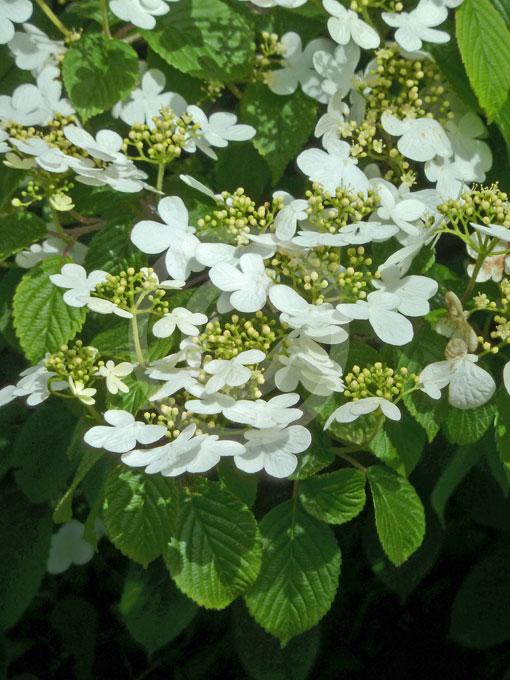 Viburnum Plicatum Var  Tomentosum Summer Snowflake - View 18 from www redcrocus com