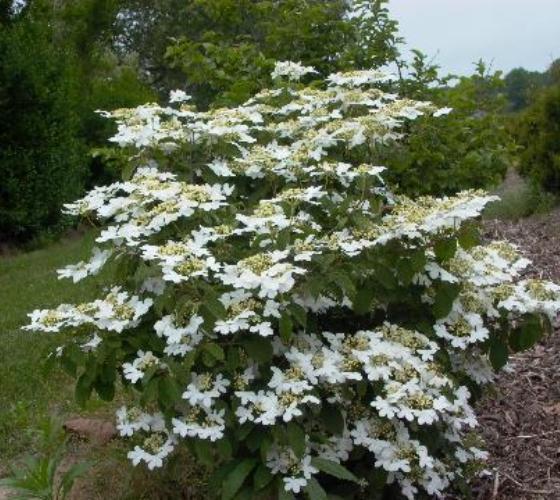 Viburnum Plicatum Var  Tomentosum Summer Snowflake - View 3 from www redcrocus com