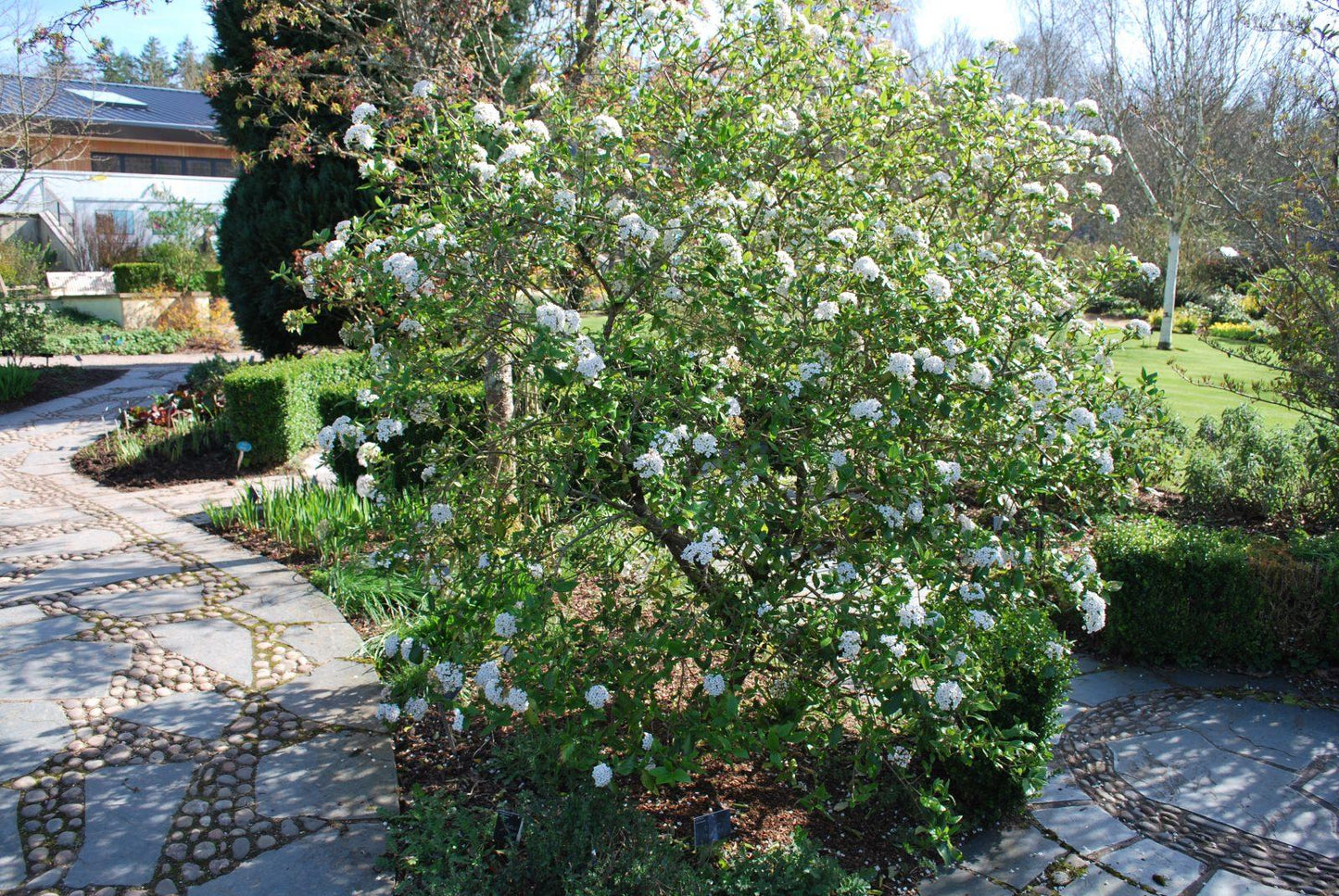 Viburnum Burkwoodii - View 11 from www redcrocus com