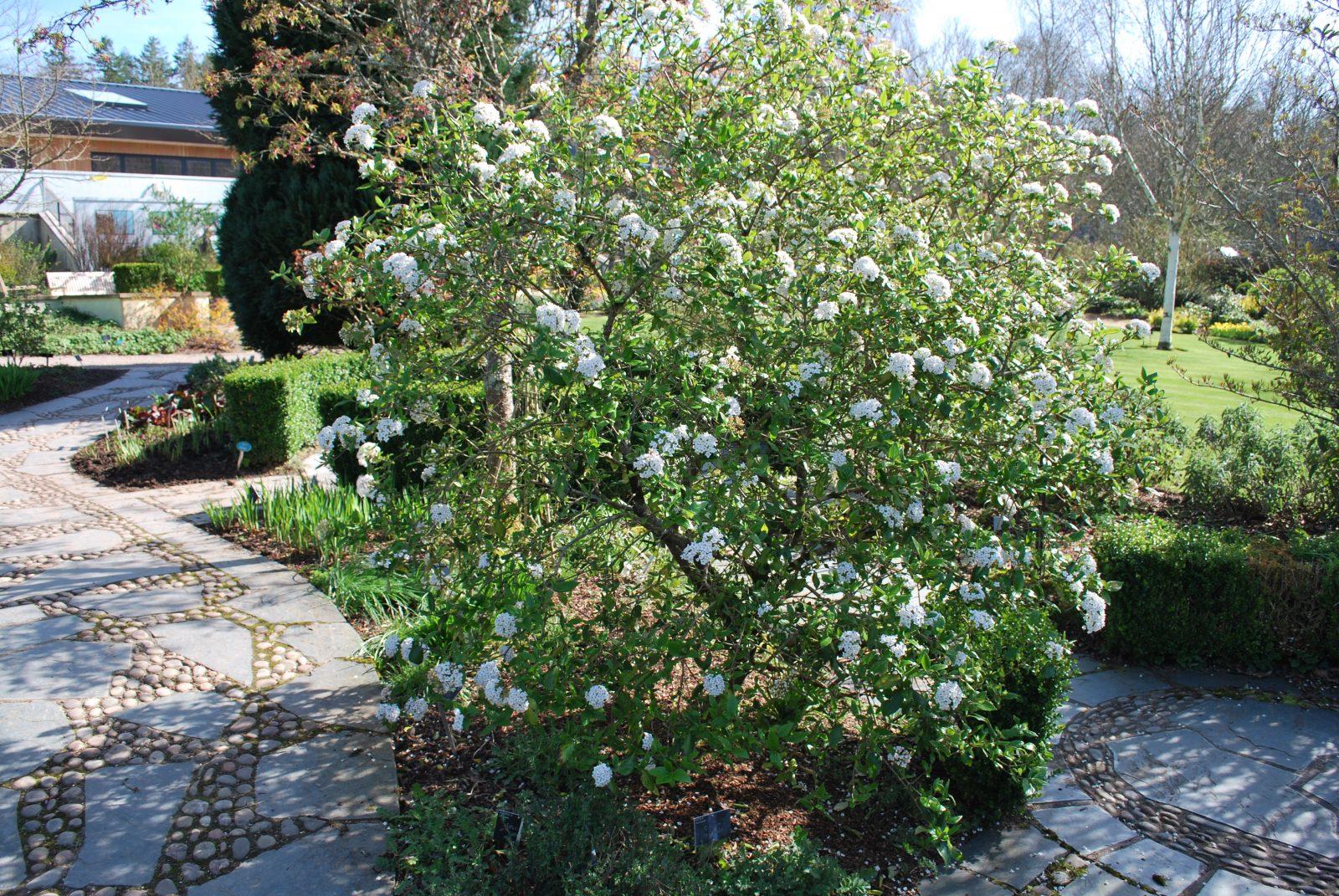 Viburnum Burkwoodii - View 11 from www redcrocus com