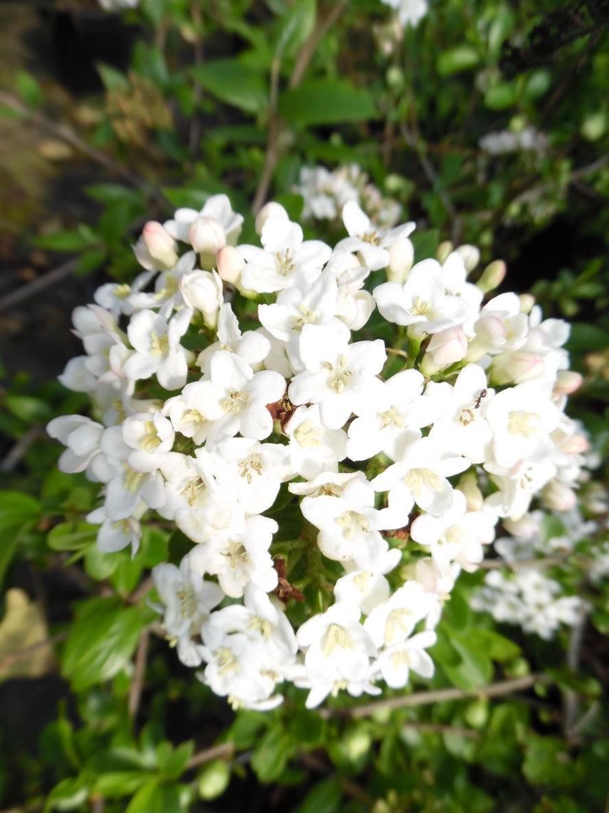Viburnum Burkwoodii - View 12 from www redcrocus com