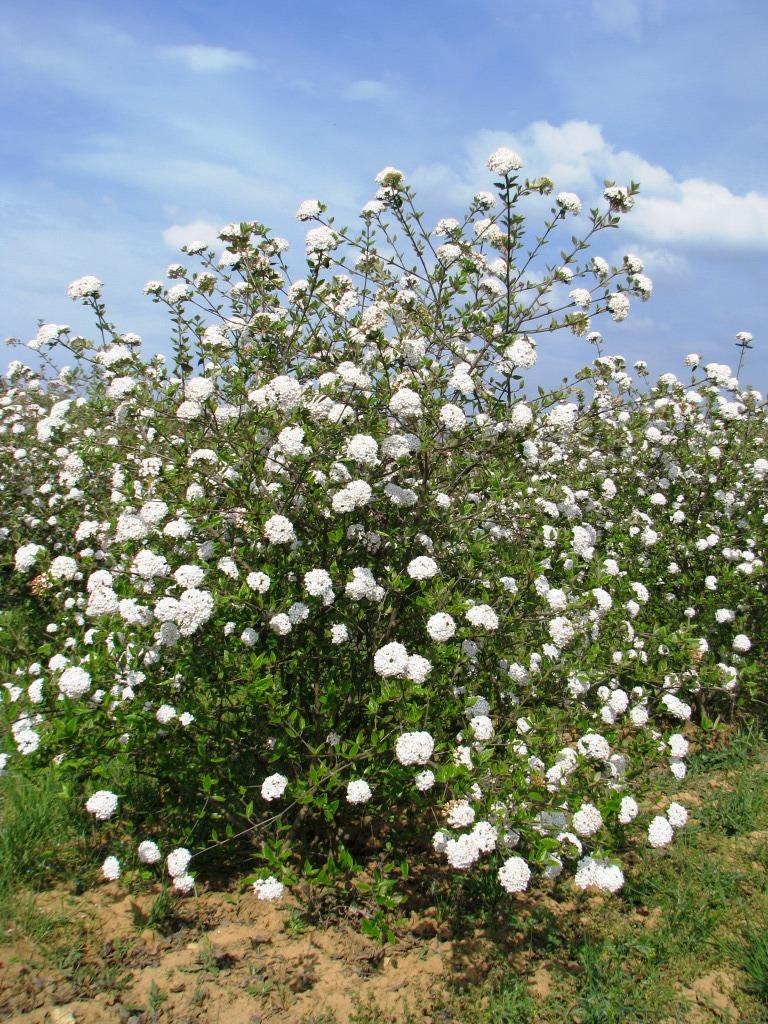 Viburnum Burkwoodii - View 13 from www redcrocus com