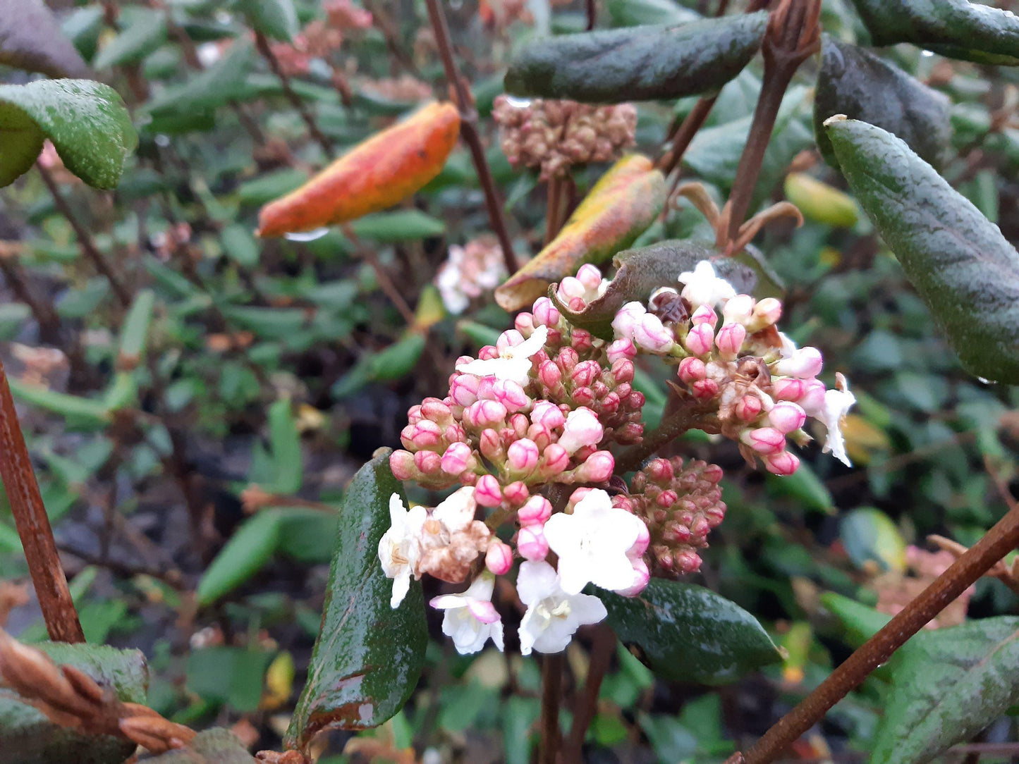Viburnum Burkwoodii - View 14 from www redcrocus com