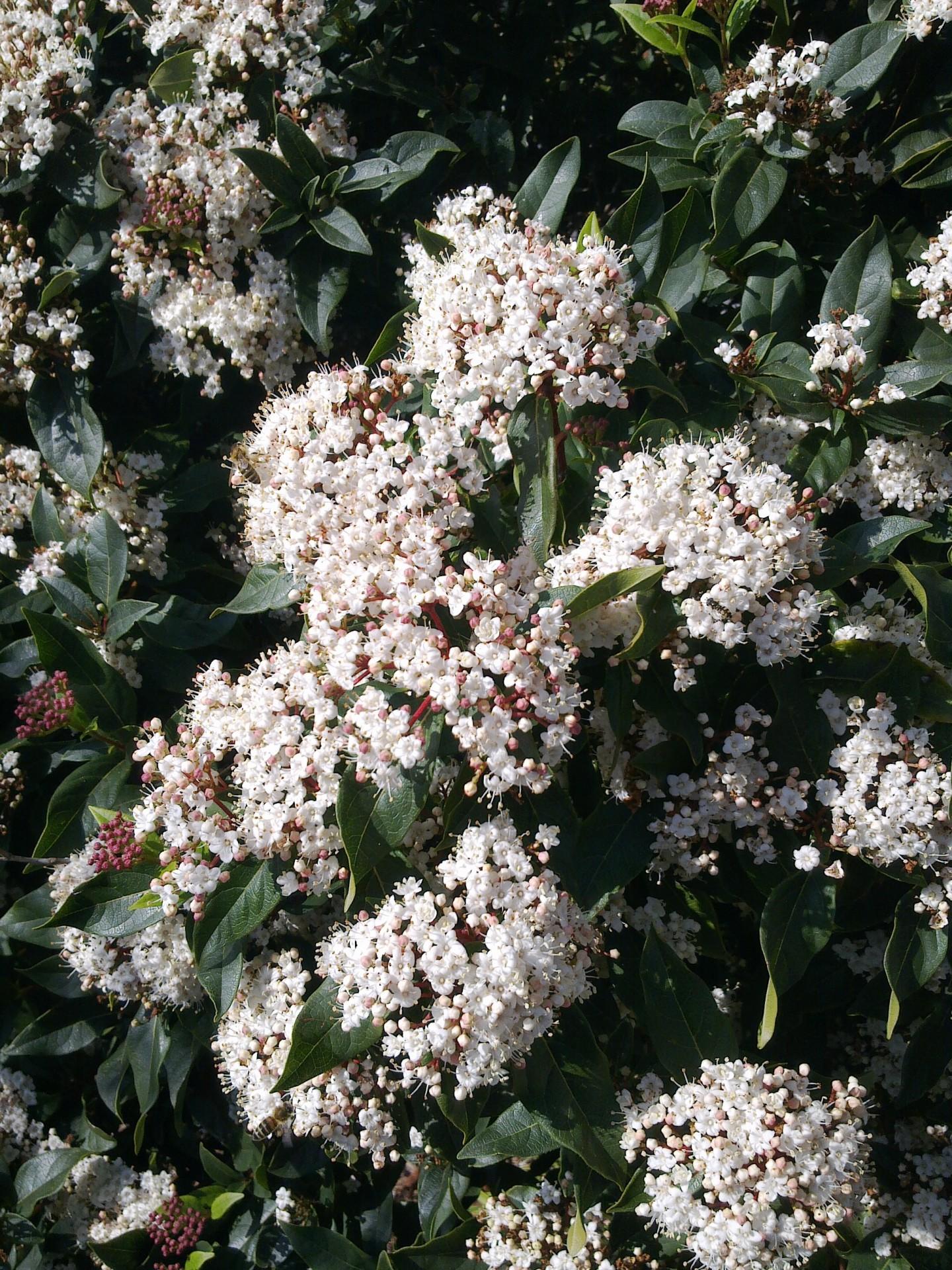 Viburnum Burkwoodii - View 16 from www redcrocus com