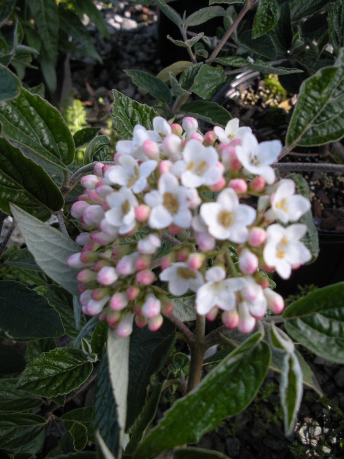 Viburnum Burkwoodii - View 19 from www redcrocus com