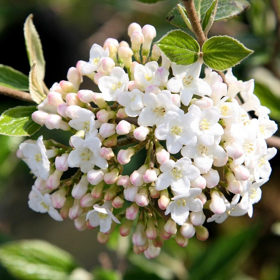 Viburnum Burkwoodii - View 1 from www redcrocus com