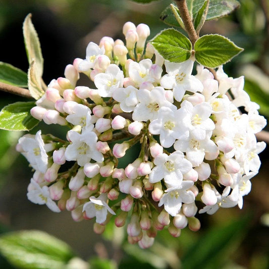 Viburnum Burkwoodii - View 1 from www redcrocus com