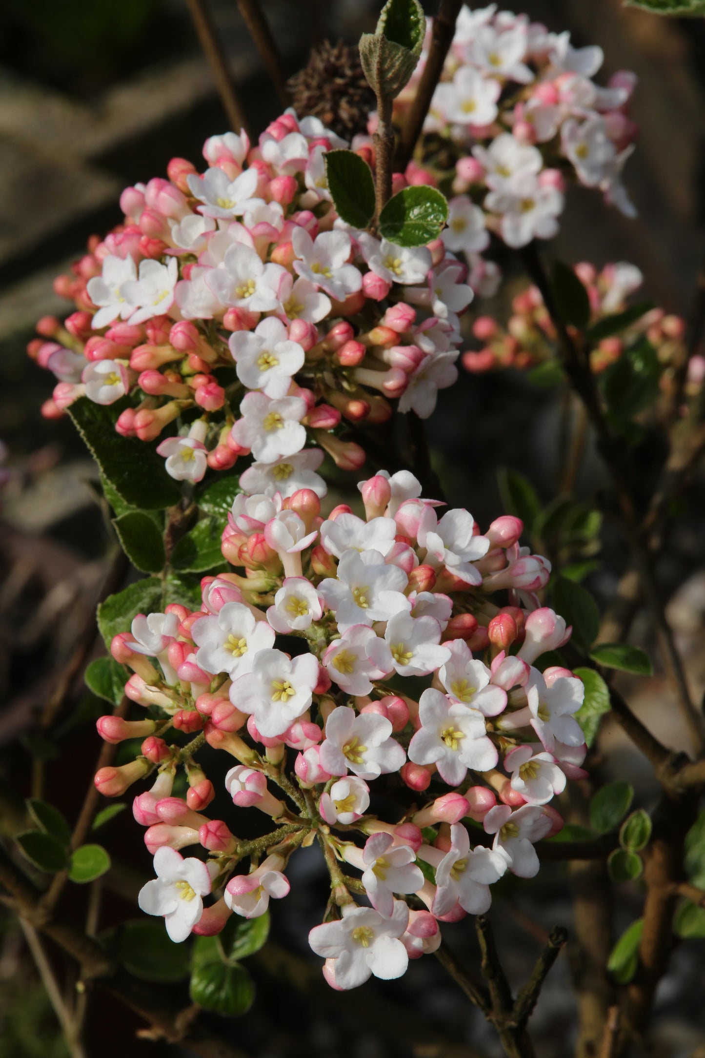 Viburnum Burkwoodii - View 5 from www redcrocus com
