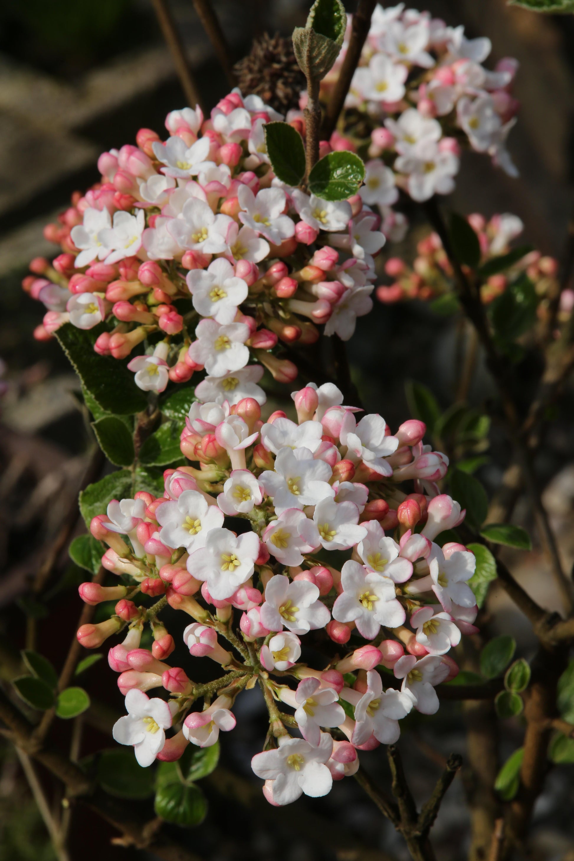 Viburnum Burkwoodii - View 5 from www redcrocus com
