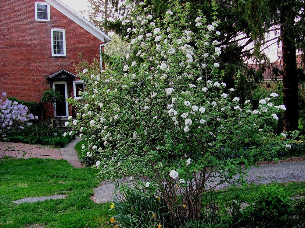 Viburnum Burkwoodii - View 7 from www redcrocus com
