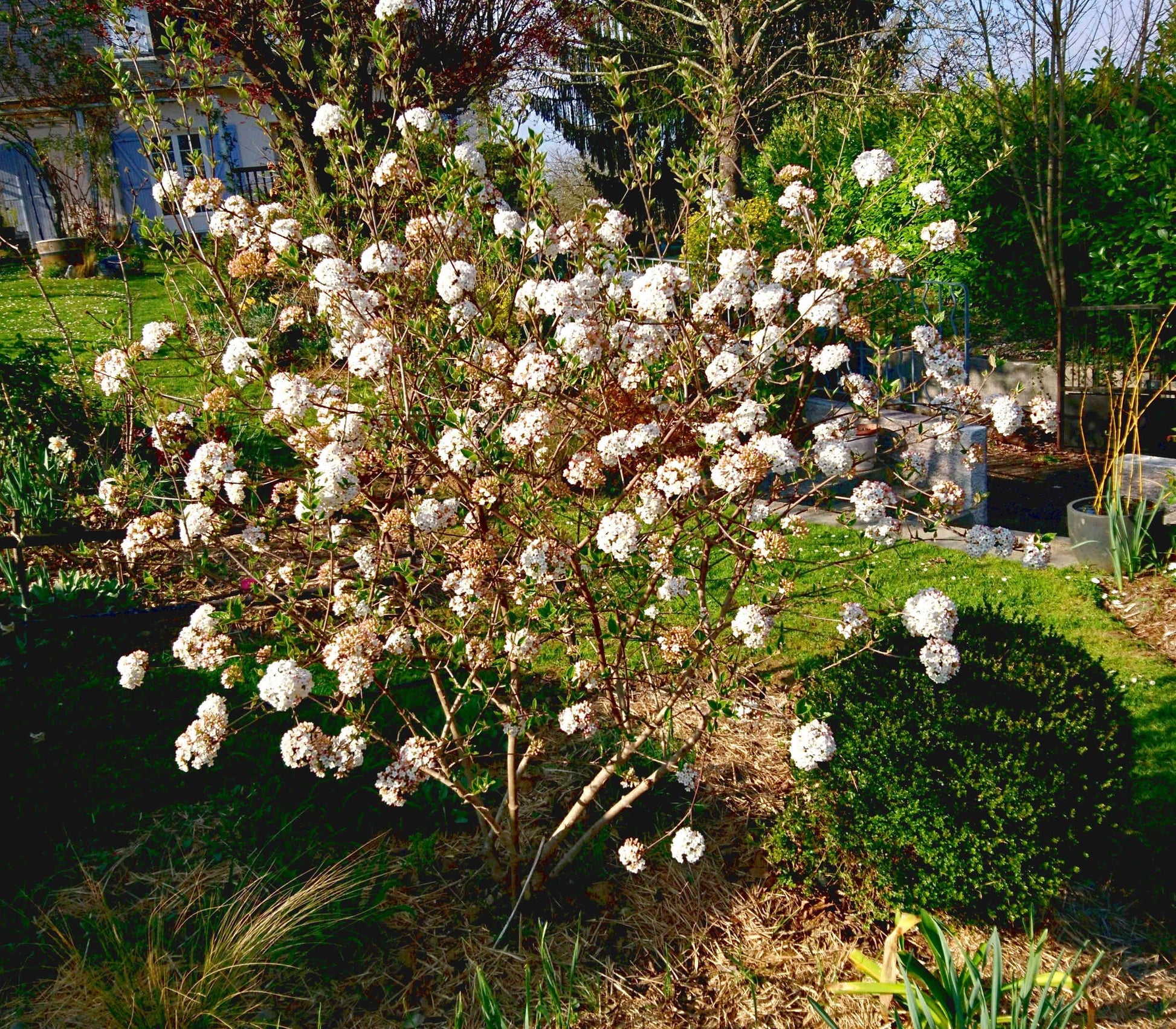 Viburnum Burkwoodii - View 9 from www redcrocus com
