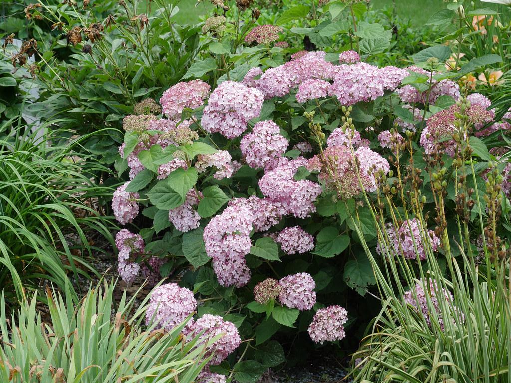 Hydrangea Arborescens Incrediball - View 12 from www redcrocus com
