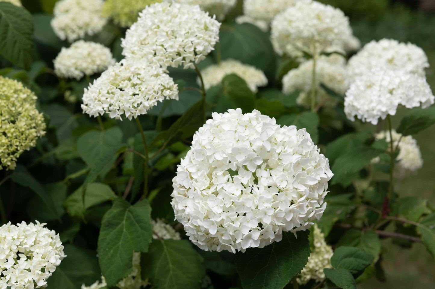 Hydrangea Arborescens Incrediball - View 13 from www redcrocus com