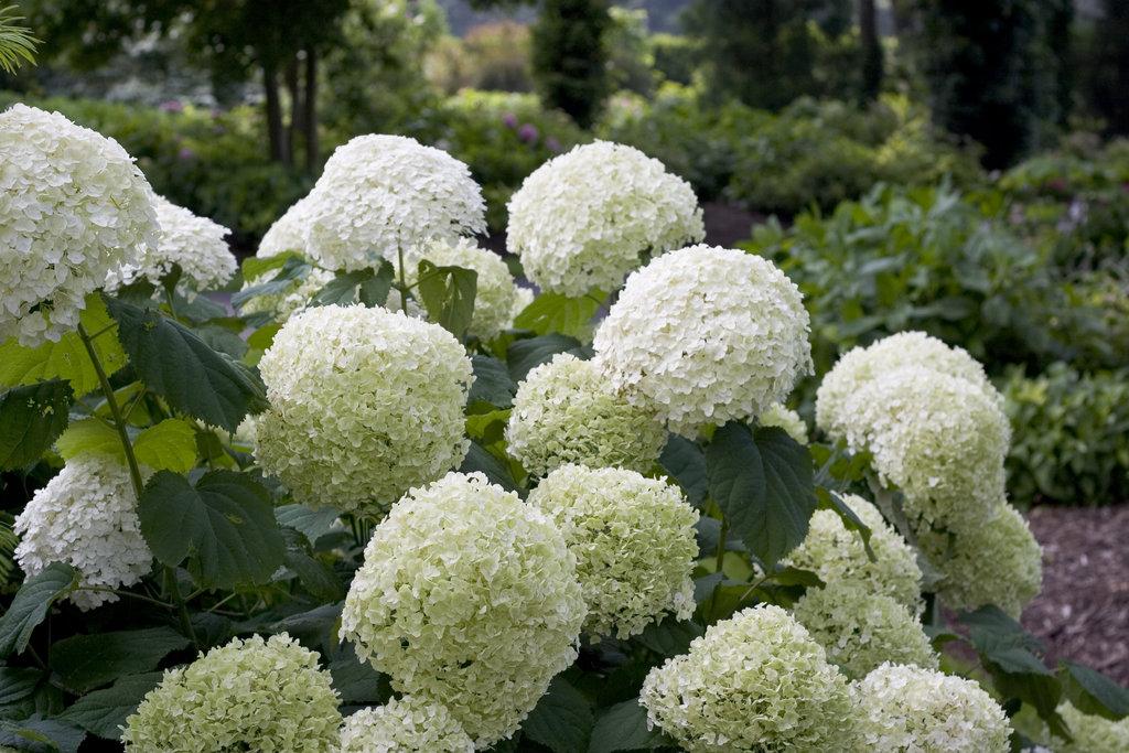 Hydrangea Arborescens Incrediball - View 14 from www redcrocus com