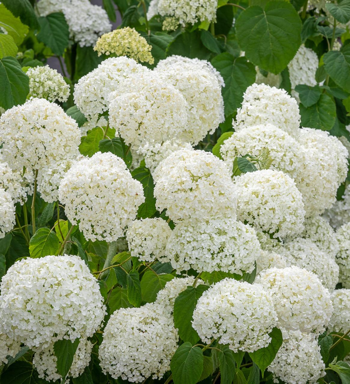Hydrangea Arborescens Incrediball - View 15 from www redcrocus com