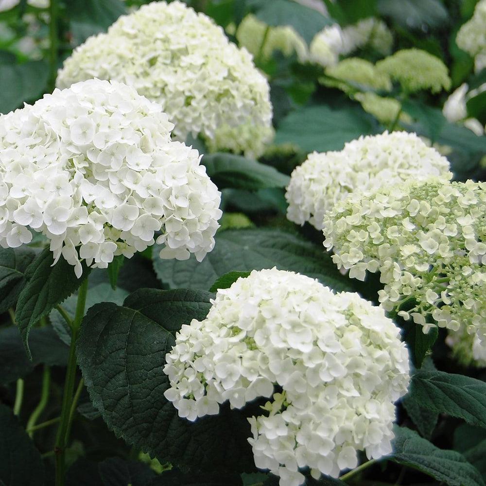Hydrangea Arborescens Incrediball - View 16 from www redcrocus com