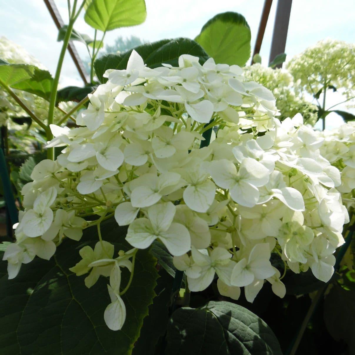 Hydrangea Arborescens Incrediball - View 17 from www redcrocus com