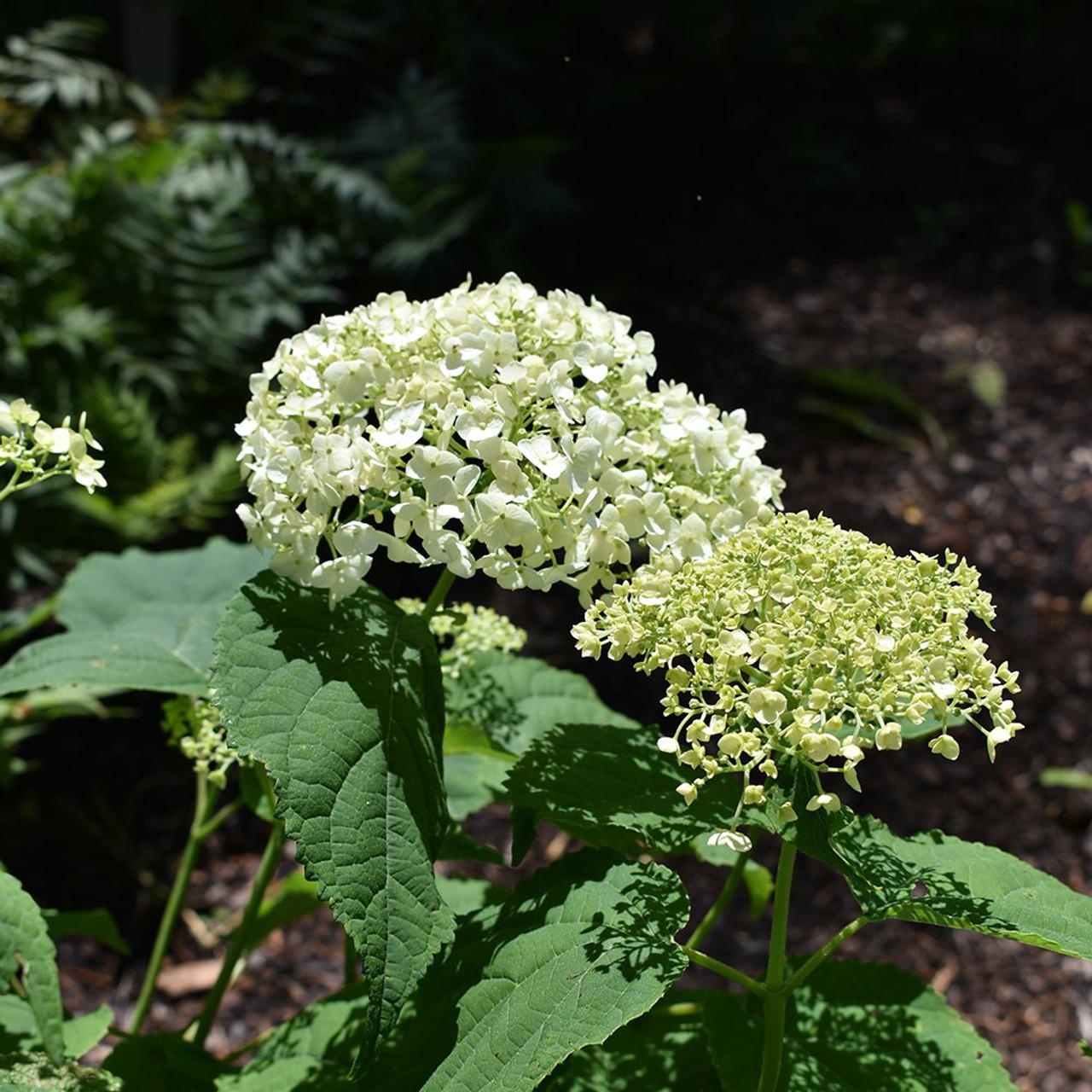 Hydrangea Arborescens Incrediball - View 18 from www redcrocus com