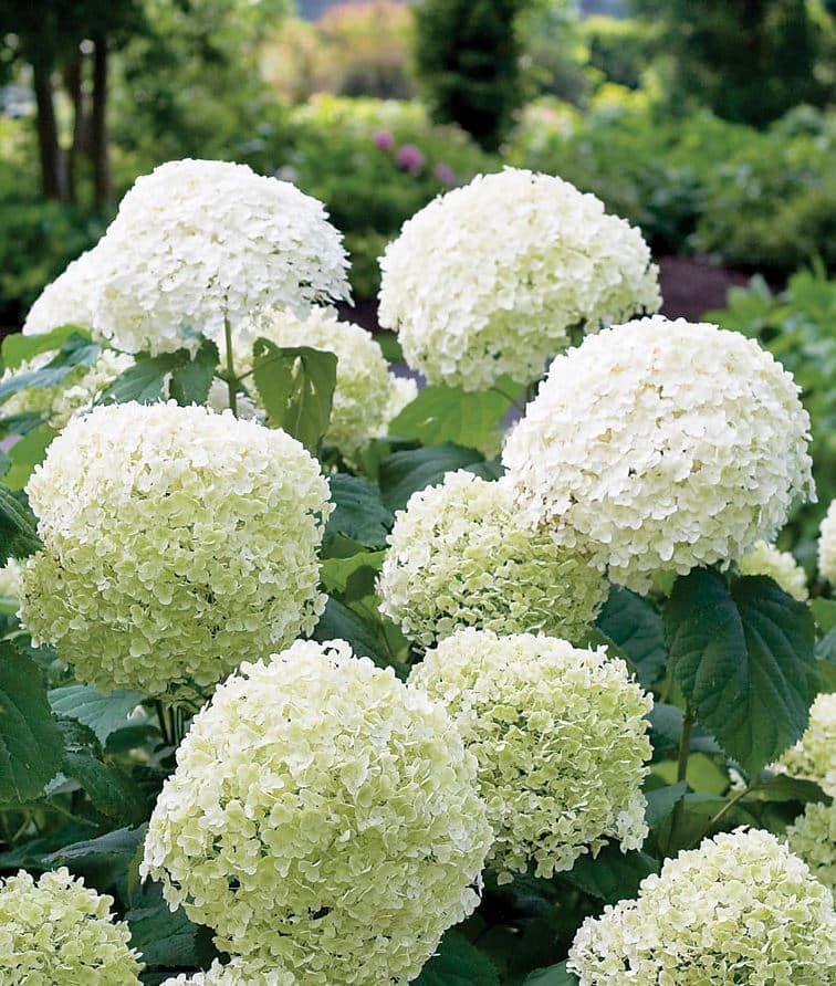 Hydrangea Arborescens Incrediball - View 2 from www redcrocus com