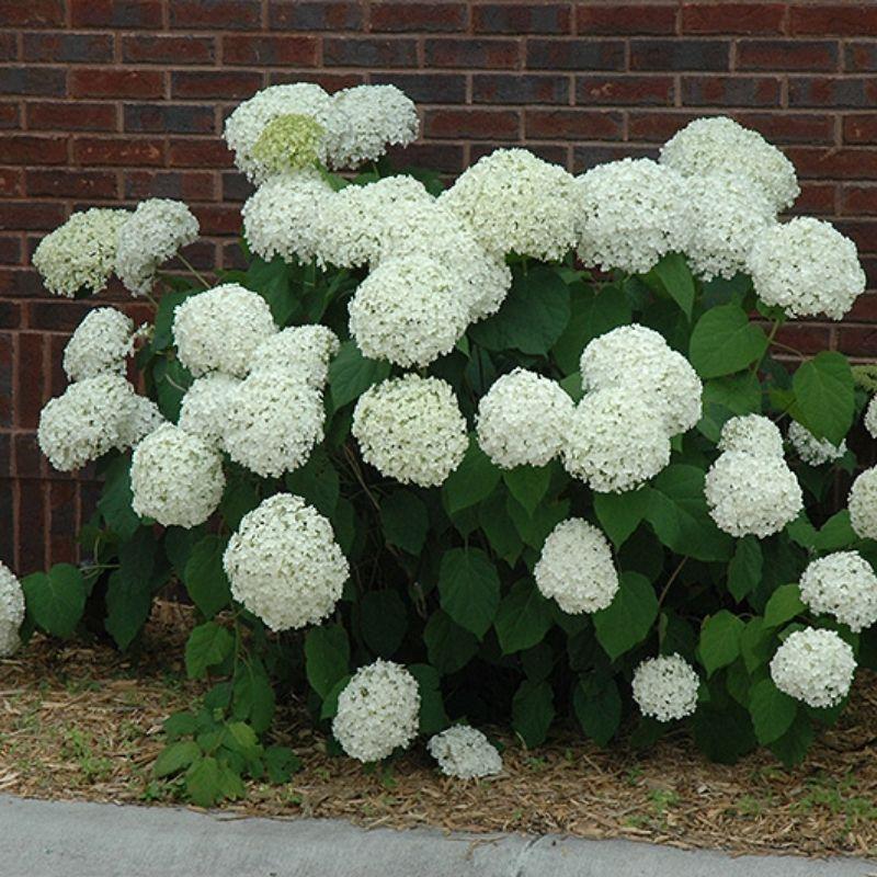 Hydrangea Arborescens Incrediball - View 6 from www redcrocus com