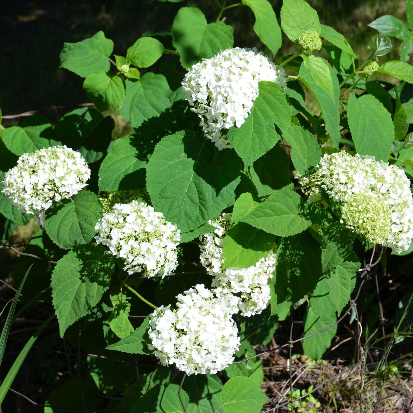 Hydrangea Arborescens Incrediball - View 7 from www redcrocus com
