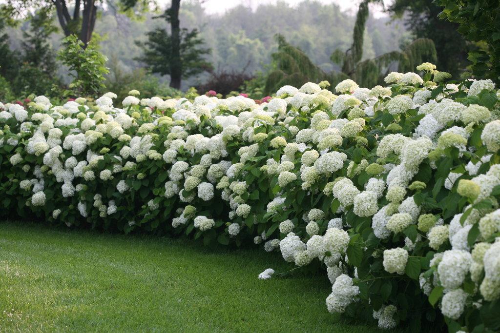 Hydrangea Arborescens Incrediball - View 9 from www redcrocus com